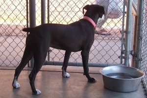Picture of Joie