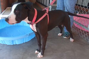 Picture of Joie