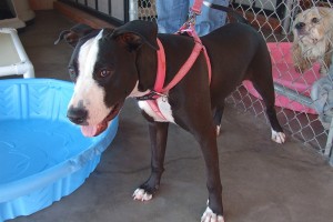 Picture of Joie