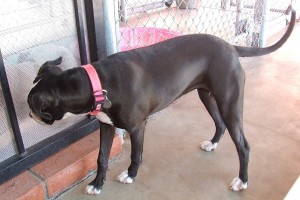 Picture of Joie