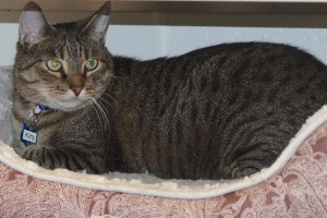 Picture of Kitty