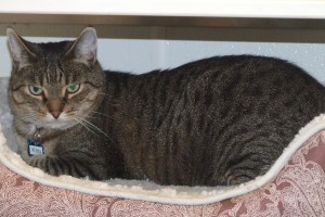Picture of Kitty