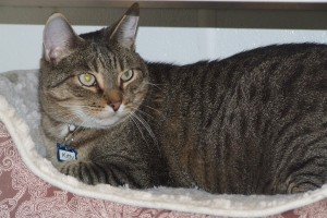 Picture of Kitty