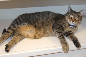Picture of Kitty
