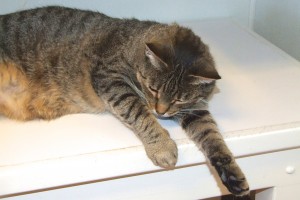 Picture of Kitty