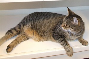 Picture of Kitty