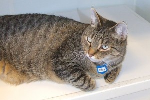 Picture of Kitty