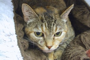 Picture of Lucy