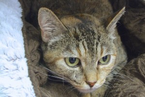Picture of Lucy