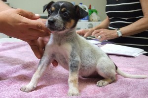 Picture of Minnie