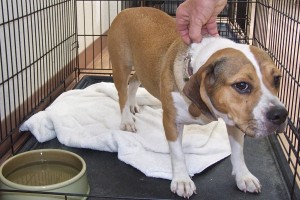 Picture of Nellie