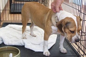 Picture of Nellie