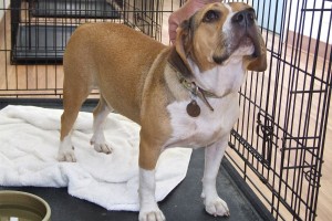 Picture of Nellie
