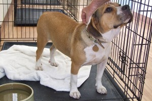 Picture of Nellie