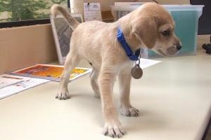 Picture of Ollie