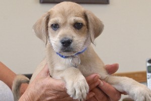 Picture of Ollie