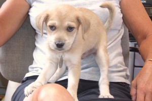 Picture of Ollie