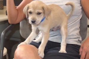 Picture of Ollie