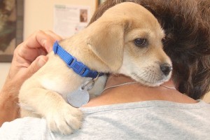Picture of Ollie