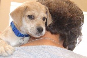 Picture of Ollie