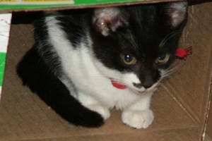 Picture of Oregano