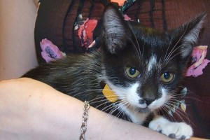 Picture of Parsley
