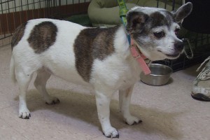 Picture of Penny