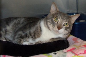 Picture of Phelix