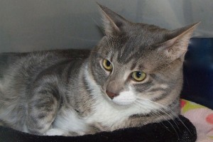 Picture of Phelix