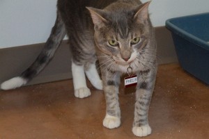 Picture of Phelix