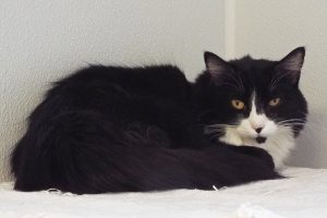 Picture of Pixie