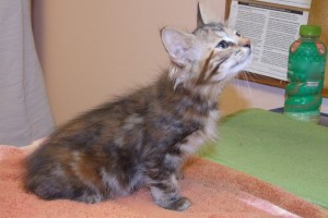 Picture of Ritz