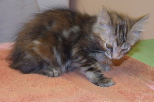 Picture of Ritz