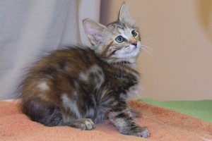 Picture of Ritz