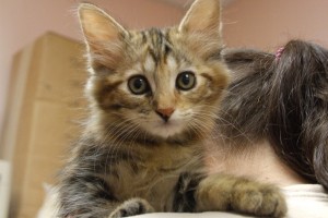 Picture of Ritz