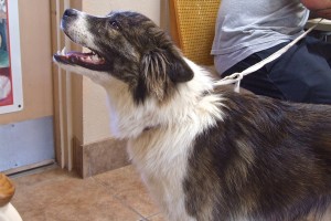 Picture of Rocket