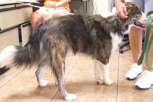 Picture of Rocket
