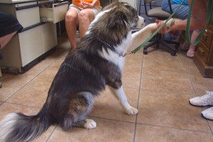 Picture of Rocket