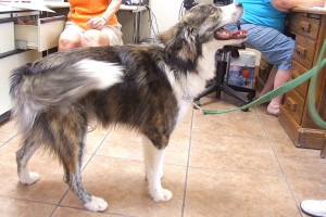 Picture of Rocket