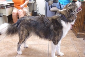 Picture of Rocket