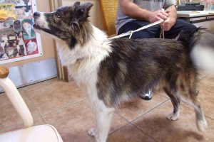 Picture of Rocket