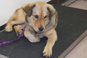Picture of Roxy