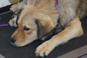 Picture of Roxy