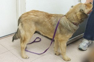 Picture of Roxy