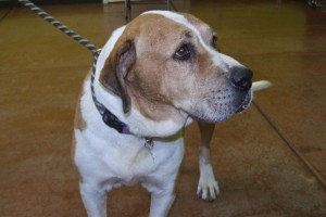 Picture of Sammy