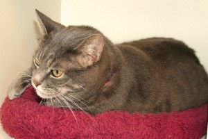 Picture of Sarge