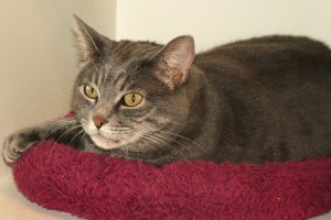 Picture of Sarge