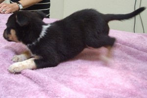 Picture of Sweetie