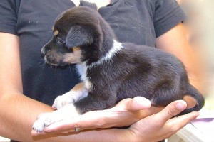 Picture of Sweetie