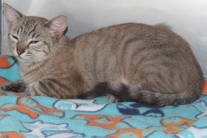 Picture of Topsy